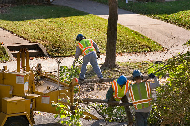 Reliable Westwood, KY Tree Services Solutions